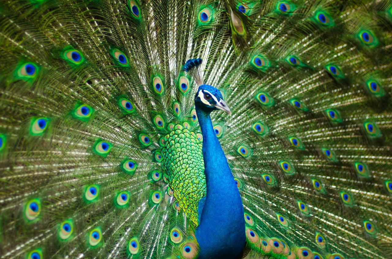 beautiful-male-peacock-2363750_1280